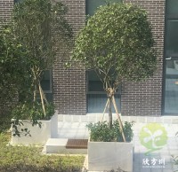 戶外物業小（xiǎo）區不鏽鋼樹（shù）池