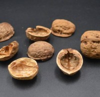 核桃殼屬於什（shí）麽垃圾91蝌蚪九色，應該扔什麽垃圾桶（tǒng）